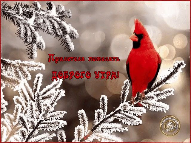 Открытки
